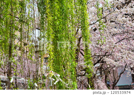 京都 紫雲山頂法寺 六角堂 六角柳と美しい枝垂れ桜(京都市中京区) 京都 紫雲山頂法寺 六角堂 六角柳と美しい枝垂れ桜(京都市中京区) 120533974
