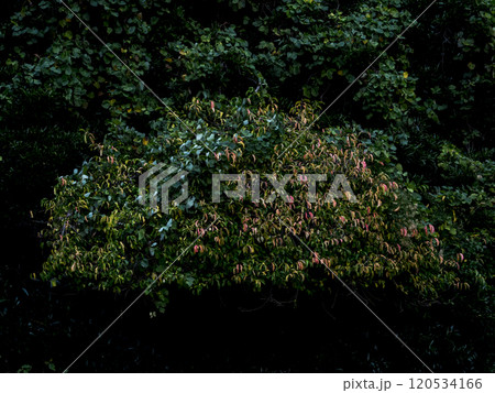 秋の始まり紅葉始まる 120534166