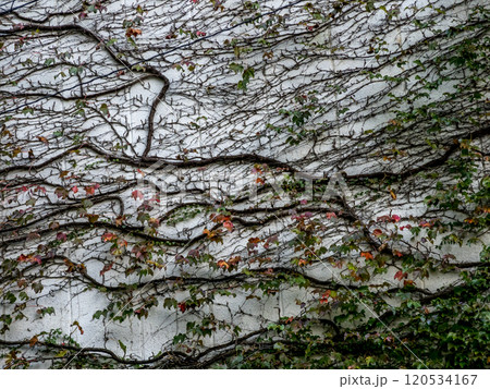 廃墟の蔦模様 廃墟の蔦模様 120534167