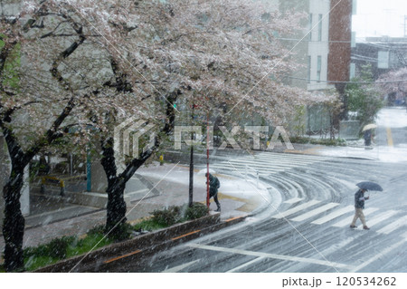 【東京都多摩市】桜と春に降る雪の風景(聖蹟桜ヶ丘) 【東京都多摩市】桜と春に降る雪の風景(聖蹟桜ヶ丘) 120534262