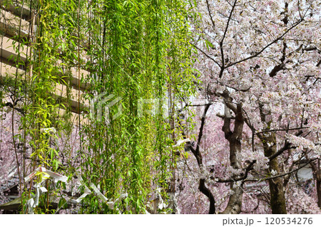 京都　紫雲山頂法寺　六角堂　六角柳と美しい枝垂れ桜（京都市中京区） 120534276