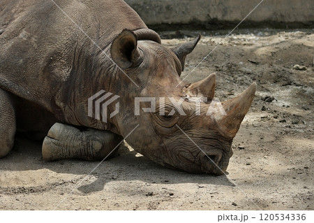 地面に伏せて寝るクロサイの寝顔 120534336