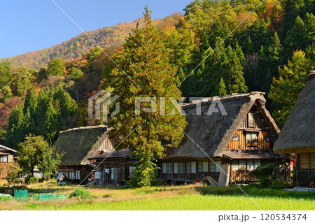 秋の杉林を背に佇む白川郷合掌集落 原風景 秋の杉林を背に佇む白川郷合掌集落 原風景 120534374
