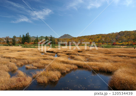 ニセコの紅葉 120534439