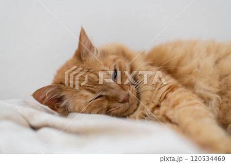 部屋の中でくつろぐ猫 茶トラ猫 部屋の中でくつろぐ猫 茶トラ猫 120534469
