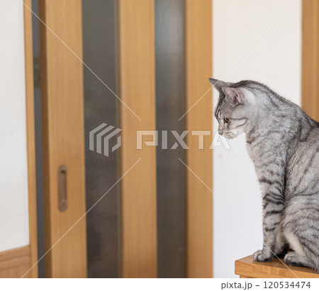 座っている猫 サバトラ猫 座っている猫 サバトラ猫 120534474