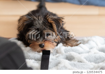 ひもに噛みついて遊ぶ可愛い犬 ひもに噛みついて遊ぶ可愛い犬 120534475