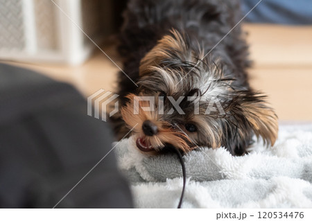 ひもに噛みついて遊ぶ可愛い犬 ひもに噛みついて遊ぶ可愛い犬 120534476