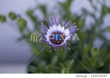 オステオスペルマム　サニーフィリップ 120534587