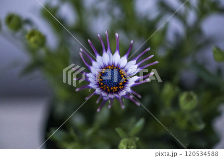 オステオスペルマム　サニーフィリップ 120534588