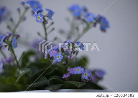 青い花　勿忘草　わすれな草 120534592