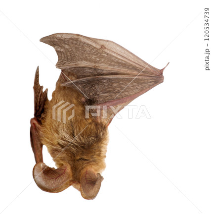 long-eared bat isolated on white 120534739