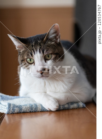 寝そべってくつろぐ猫 キジトラ猫 寝そべってくつろぐ猫 キジトラ猫 120534767
