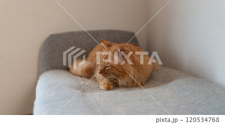 くつろぐ猫 茶トラ猫 くつろぐ猫 茶トラ猫 120534768