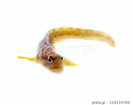 very attractive animal in different poses 120534789