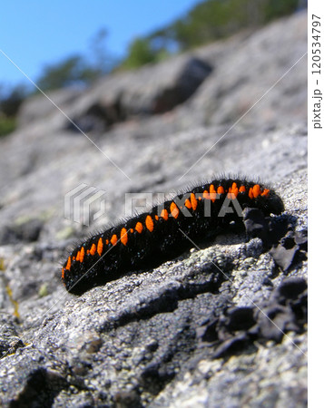 Parnassius apollo 120534797