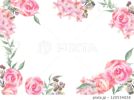 水彩で描いたピンクの薔薇のフレーム　白背景 120534838