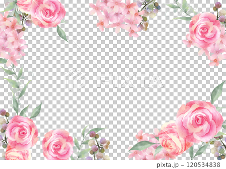 水彩で描いたピンクの薔薇のフレーム　白背景 120534838