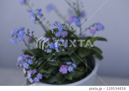 勿忘草　青い花 120534858