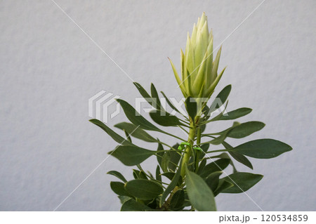 プロテア　スパイキーホワイト 120534859