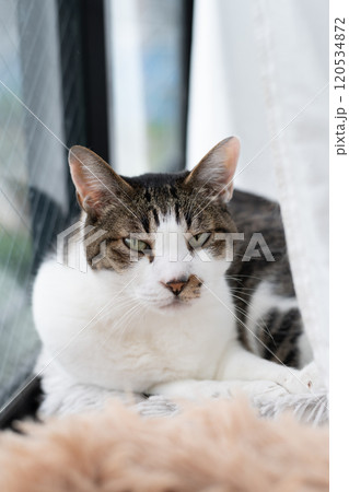 窓辺でくつろぐ猫 キジトラ白 窓辺でくつろぐ猫 キジトラ白 120534872