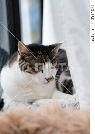 窓辺でくつろぐ猫 キジトラ白 窓辺でくつろぐ猫 キジトラ白 120534873