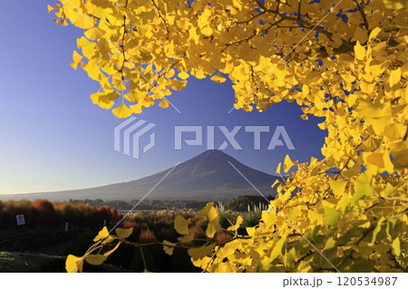 富士山とイチョウ 120534987