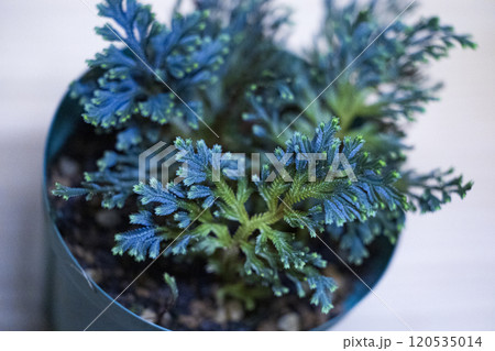 青いシダ植物　セラギネラ　エリスロプス 120535014
