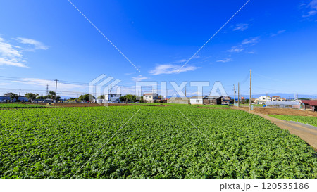 広大なキャベツ畑・大根畑の大地 120535186