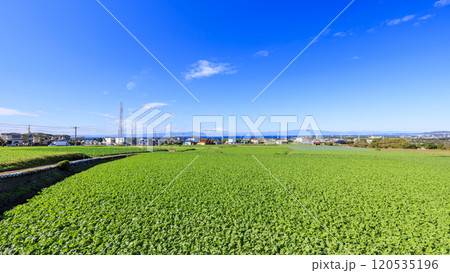 広大なキャベツ畑・大根畑の大地 120535196
