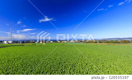 広大なキャベツ畑・大根畑の大地 120535197