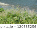 すすき 120535256