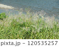 すすき 120535257