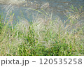 すすき 120535258