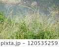 すすき 120535259