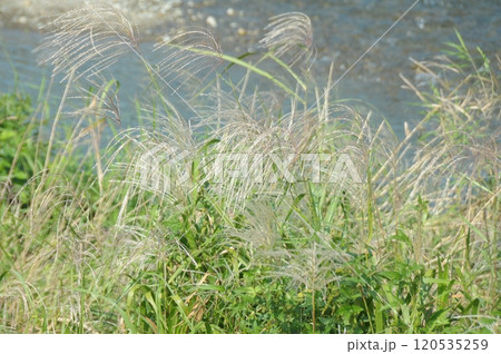 すすき すすき 120535259