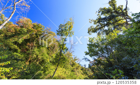 森の中から見上げる青空 120535358