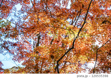 昇仙峡 紅葉 山梨県 甲府市 観光 秋 11月 素材 昇仙峡 紅葉 山梨県 甲府市 観光 秋 11月 素材 120535398