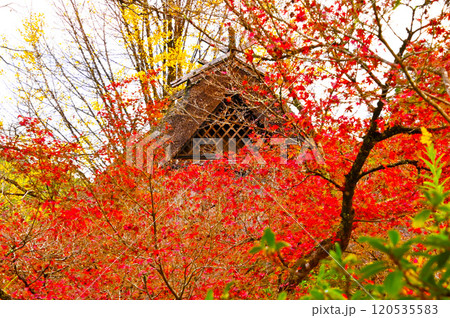 三州足助屋敷の紅葉と散りゆくイチョウ 三州足助屋敷の紅葉と散りゆくイチョウ 120535583
