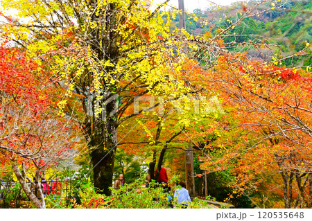 三州足助屋敷の紅葉と散りゆくイチョウ 三州足助屋敷の紅葉と散りゆくイチョウ 120535648