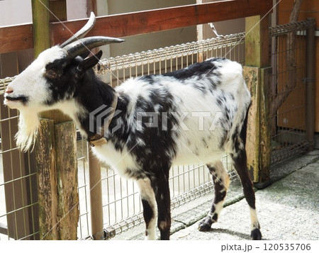 ヤギ 120535706