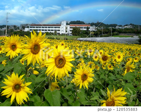 沖縄　北中城村の風景　春に咲くひまわりと虹 120535883