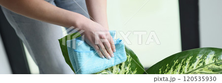 Caring housewife wipes large leaves of plant with soft rag 120535930