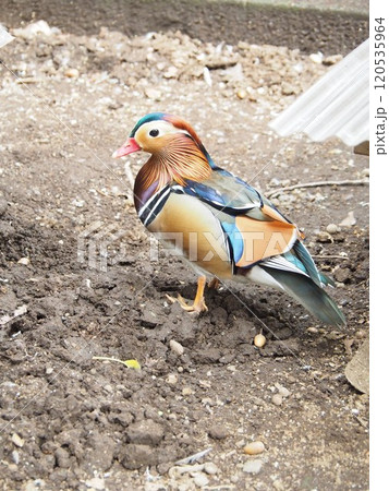 オシドリ(鴛鴦) オシドリ(鴛鴦) 120535964