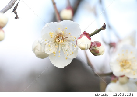 白い梅の花 白い梅の花 120536232
