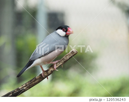 文鳥 文鳥 120536243
