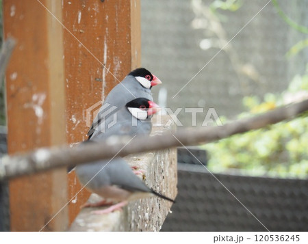 文鳥 文鳥 120536245