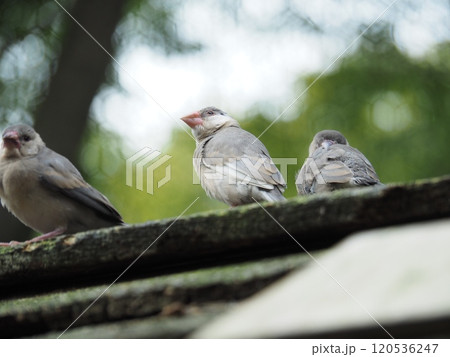 文鳥 120536247
