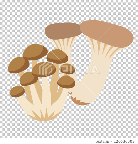 Mushrooms, vegetables, shimeji mushrooms, king oyster mushrooms 120536305