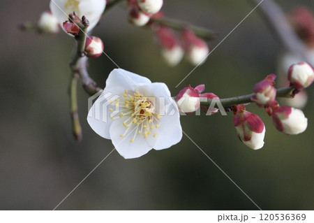 白い梅の花 120536369